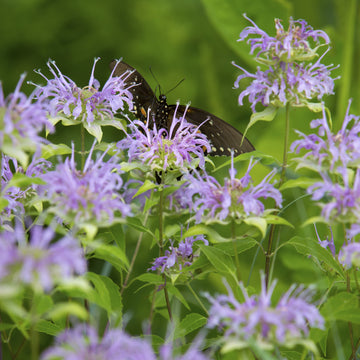 Image of Wild Bergamot flower with butterfly on it.